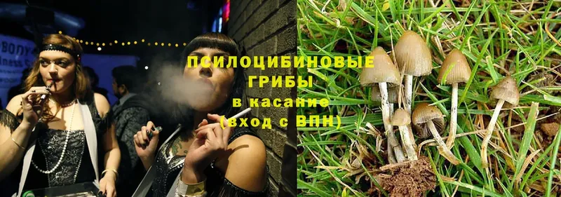 Псилоцибиновые грибы Psilocybe  Валдай 